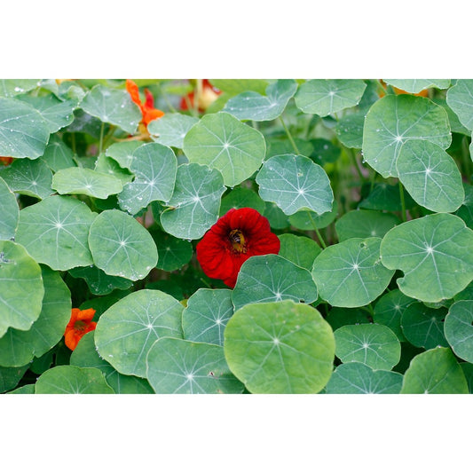 Kapuzinerkresse Samen