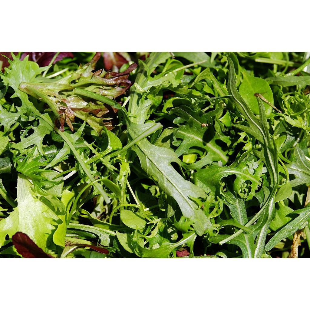 Rucola Samen
