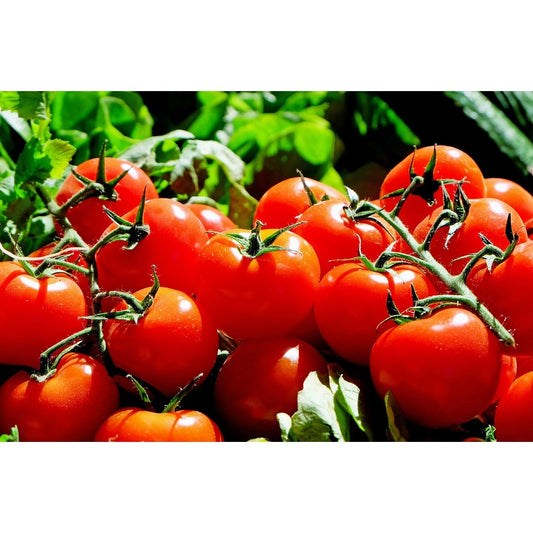 Tomaten Samen